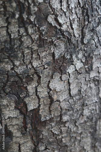 Bark skin texture background, nature hardwood photo