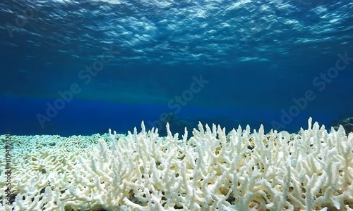Vibrant Coral Reef Under Clear Ocean Waters with Sunlit Patterns : Generative AI photo