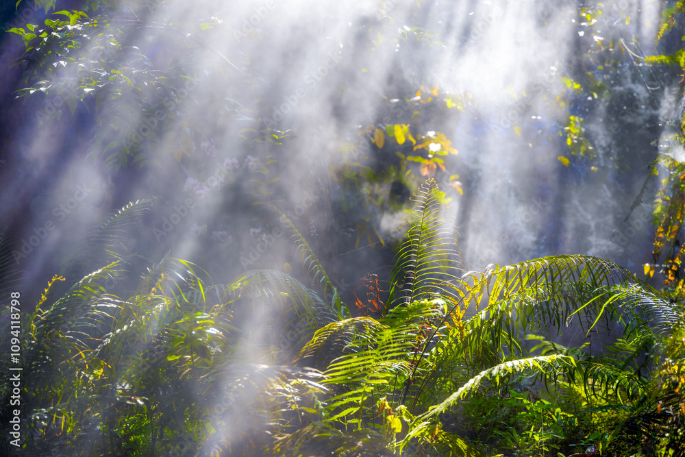 Sunlight shining into misty forest, charming bright light, foggy woods tree fog form a scenic scene view For branding, calendar, postcard, screensaver, wallpaper, poster, banner, cover, website.