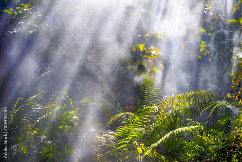 Sunlight shining into misty forest, charming bright light, foggy woods tree fog form a scenic scene view For branding, calendar, postcard, screensaver, wallpaper, poster, banner, cover, website. 