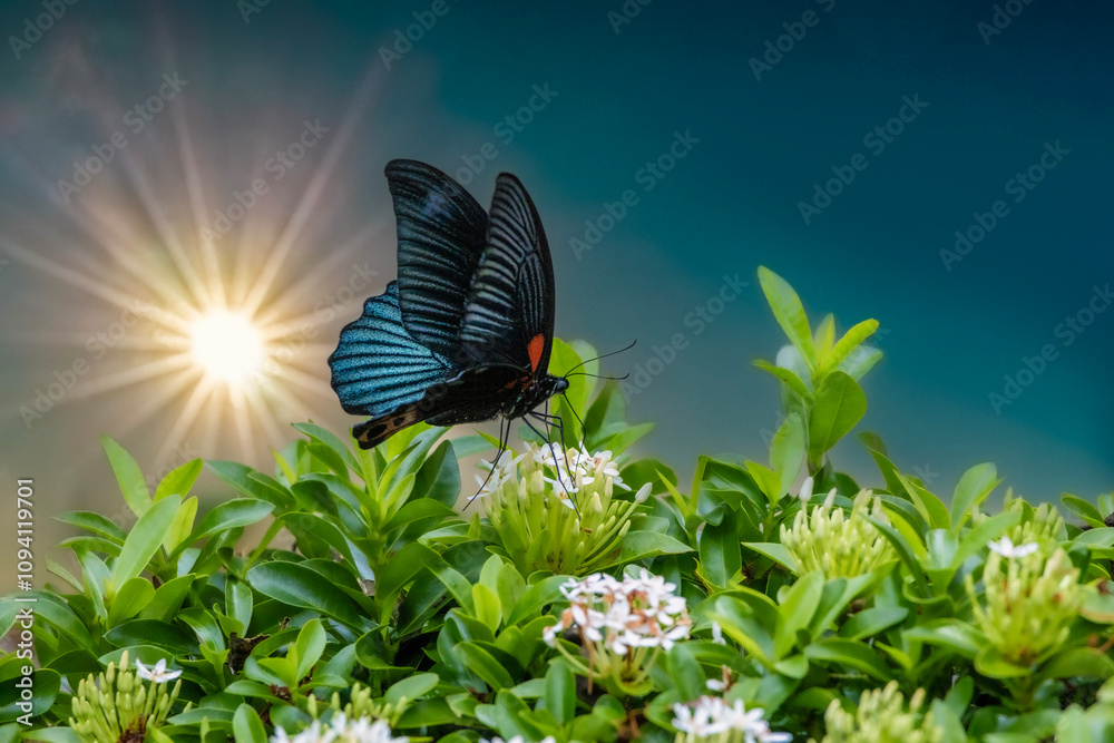 Papilio memnon heronus butterfly sucking nectar on Ixora coccinea
flower close up. Buddha Memorial Hall, Kaohsiung,Taiwan. High quality photo. For branding,calendar,postcard,screensaver,poster