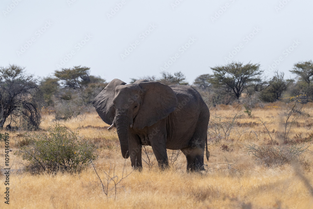 Telephoto shot of one giant African Elephant -Loxodonta Africana- grazing on the plains of Etosha National Park, Namibia. Telephoto shot of one giant African Elephant -Loxodonta Africana- grazing on the plains of Etosha National Park, Namibia.