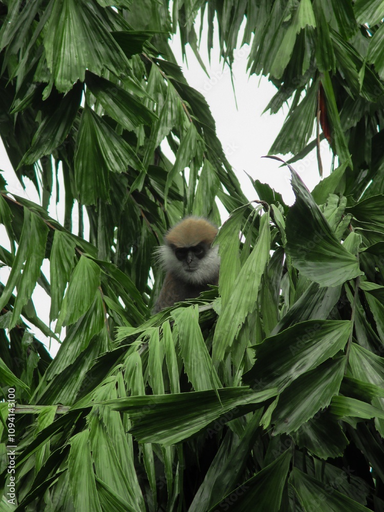 Obraz premium Black Monkey on Tree in Sri Lanka - Wildlife in Natural Habitat