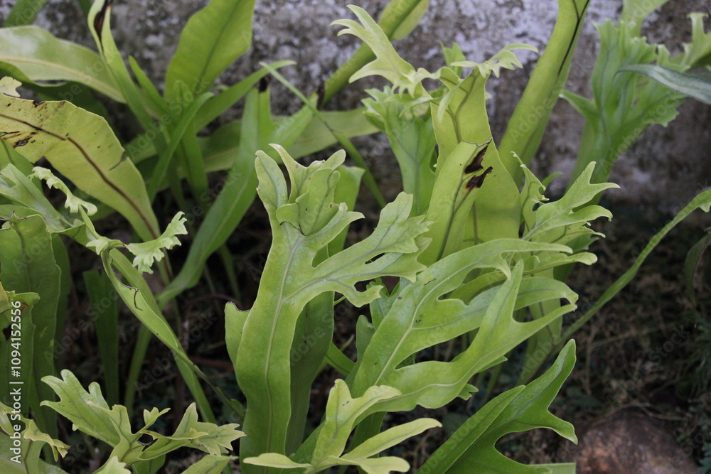 Fototapeta premium Tropical Ferns Inside A Botany Greenhouse