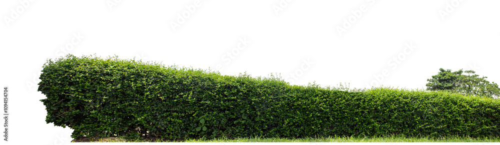 Long Green bush isolated on transparent background with cut path and alpha channel, high resolution. Long Green bush isolated on transparent background with cut path and alpha channel, high resolution.