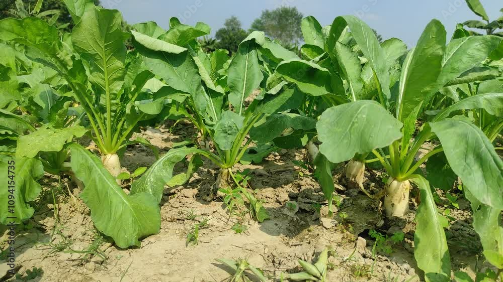 Vegetables, Free Green Leaf, Vegetables. Bodak growing in vegetable gardens in Pakistan. Radish farm in the field. The green leaves are swaying in the wind. Beautiful 4K Slow motion Footage. Vegetables, Free Green Leaf, Vegetables. Bodak growing in vegetable gardens in Pakistan. Radish farm in the field. The green leaves are swaying in the wind. Beautiful 4K Slow motion Footage.