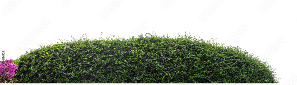 Long Green bush isolated on transparent background with cut path and alpha channel, high resolution. Long Green bush isolated on transparent background with cut path and alpha channel, high resolution.