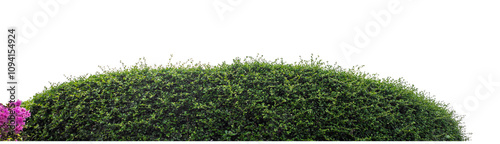 Long Green bush isolated on transparent background with cut path and alpha channel, high resolution.