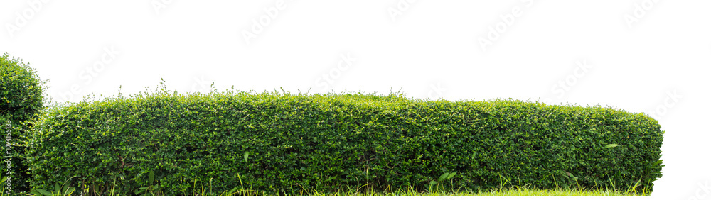 Long Green bush isolated on transparent background with cut path and alpha channel, high resolution. Long Green bush isolated on transparent background with cut path and alpha channel, high resolution.