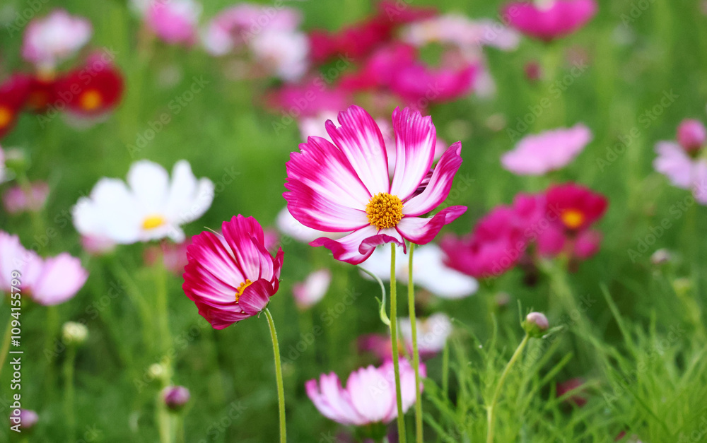 Colorful cosmos flowers in bloom and buds with small green leaves in the garden in the evening. Colorful cosmos flowers in bloom and buds with small green leaves in the garden in the evening.