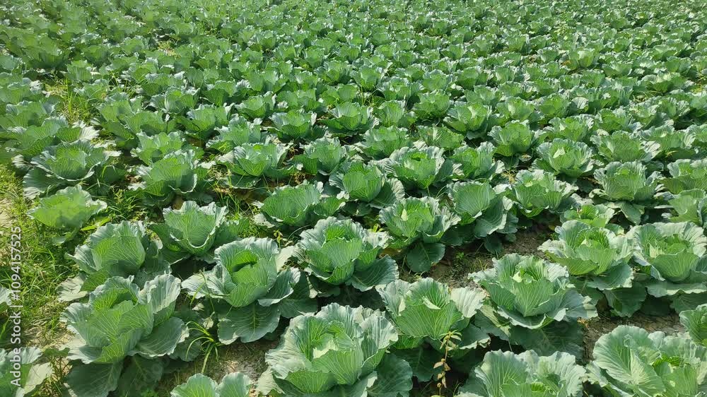 field with cabbage , a large number of cabbage heads in the field during the ripening period field with cabbage , a large number of cabbage heads in the field during the ripening period