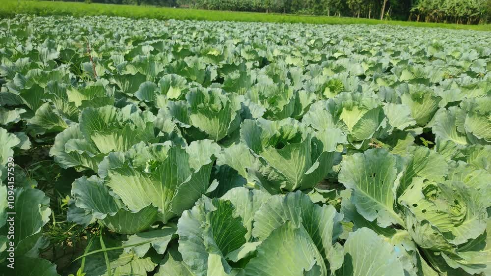 field with cabbage , a large number of cabbage heads in the field during the ripening period
