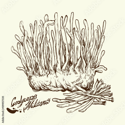 Sketch drawing of cordyceps militaris. CHONG CAO. DONG CHONG XIA CAO or cordyceps mushrooms.Vintage vector sketch.