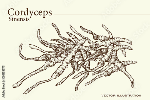 Hand drawing of Cordyces sinensis. CHONG CAO. DONG CHONG XIA CAO or cordyceps mushrooms. Vector illustration