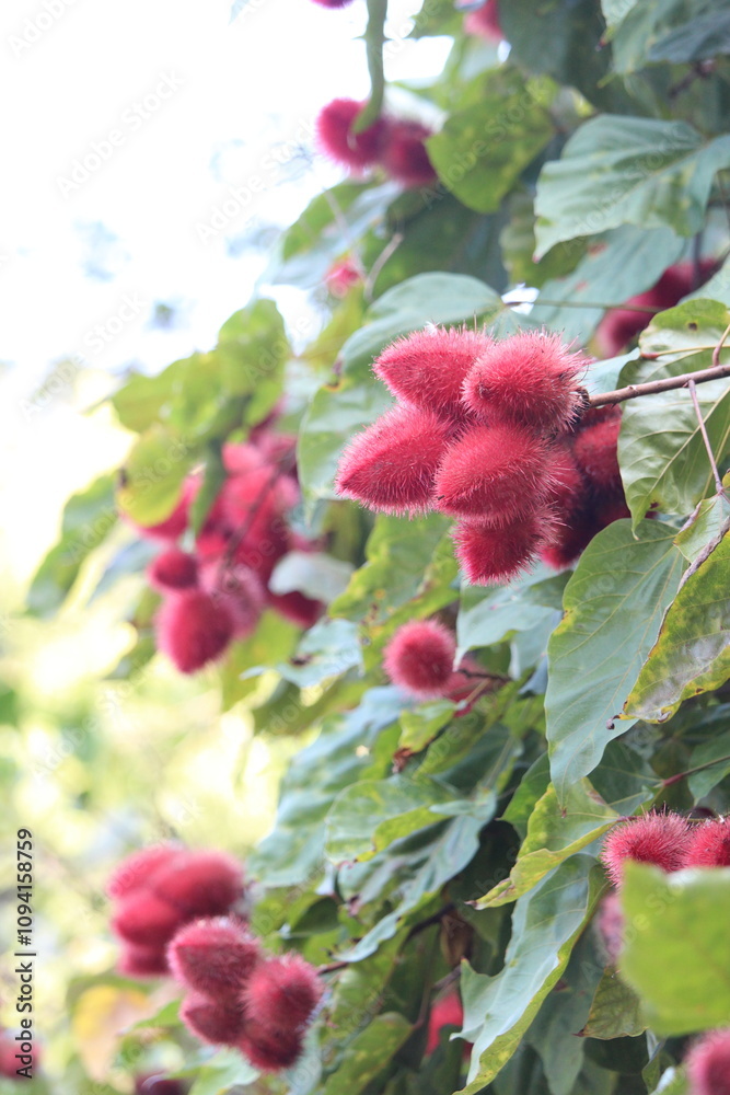 Obraz premium Achiote Tropical Tree Fruits Nature Photography