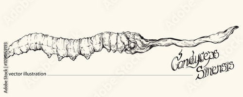 Vector illustration of hand-drawn Cordyceps sinensis. Asian herbal medicine. Cordyceps mushrooms.
