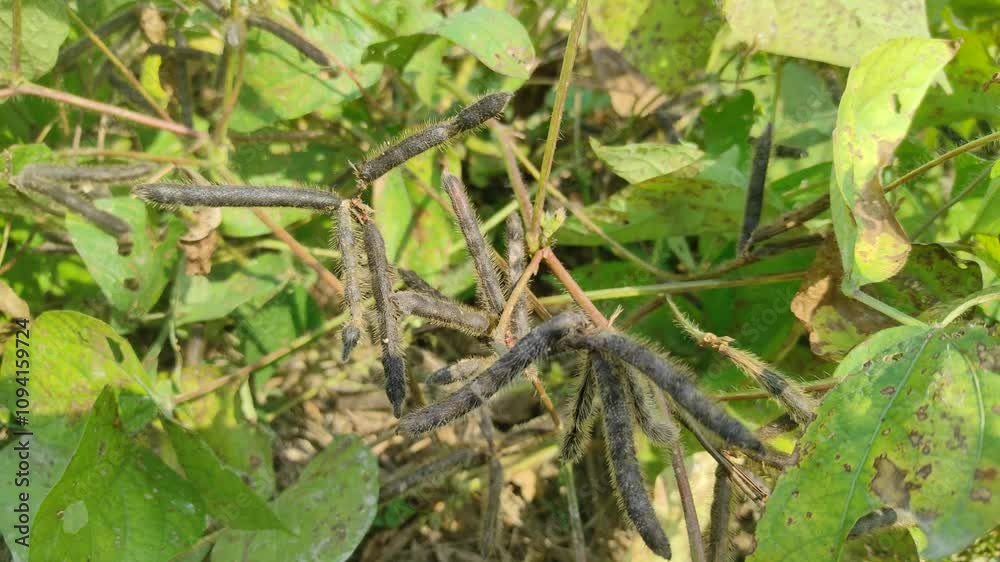 closeup the bunch green ripe black gram pods with vine and leaves in the farm soft focus natural green brown background. closeup the bunch green ripe black gram pods with vine and leaves in the farm soft focus natural green brown background.
