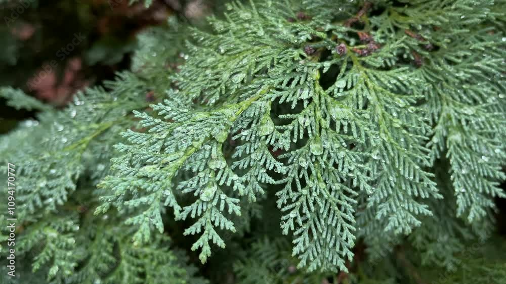 Evergreen branches, covered in tiny water drops during the rain, create a fresh and calm natural scene Evergreen branches, covered in tiny water drops during the rain, create a fresh and calm natural scene