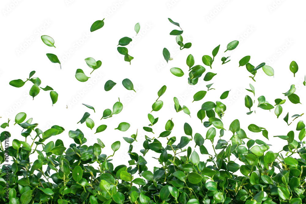 Dynamic capture of green boxwood leaves in motion on white. Dynamic capture of green boxwood leaves in motion on white.