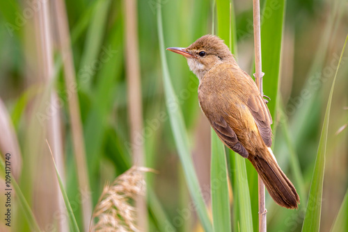 Australian Reed Warbler (Acrocephalus australis)