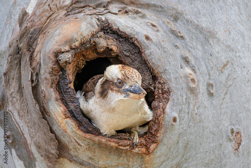 Laughing Kookaburra (Dacelo novaeguineae) in nesting hole