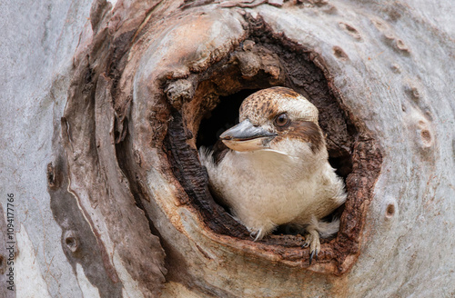 Laughing Kookaburra (Dacelo novaeguineae) in nesting hole