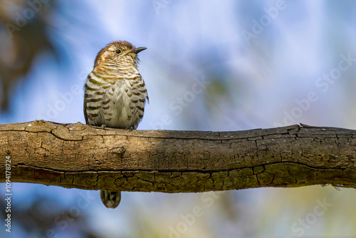 Shining Bronze-cuckoo (Chalcites lucidus)