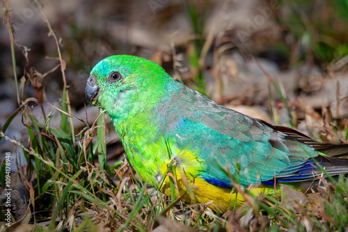 Red-rumped Parrot (Psephotus haematonotus) male