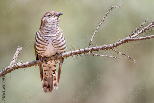 Shining Bronze-cuckoo (Chalcites lucidus)