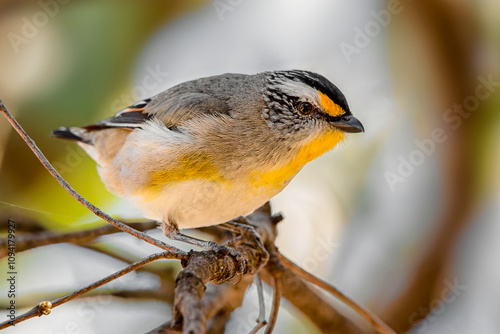 Striated Pardalote (Pardalotus striatus)