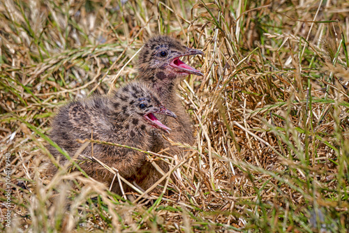 Silver Gull chick (Chroicocephalus novaehollandiae)