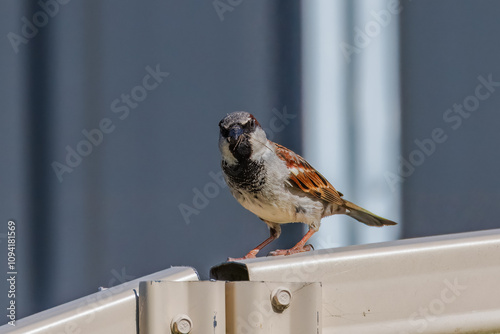 House sparrow in the backyard photo