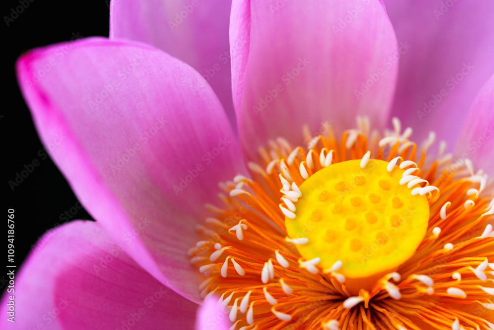 Oriental beauty: Close-up photo of lotus flower Oriental beauty: Close-up photo of lotus flower