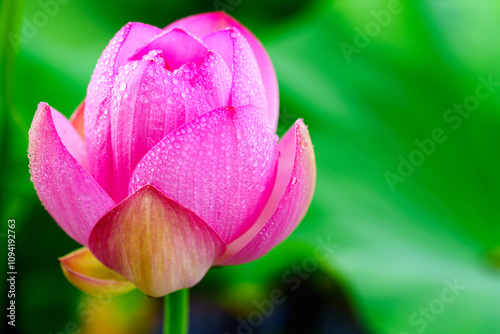 Oriental beauty: Close-up photo of lotus flower with dew drop on petals in sunlight