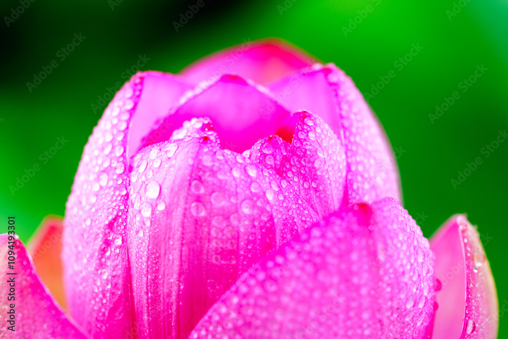 Oriental beauty: Close-up photo of lotus flower with dew drop on petals in sunlight Oriental beauty: Close-up photo of lotus flower with dew drop on petals in sunlight