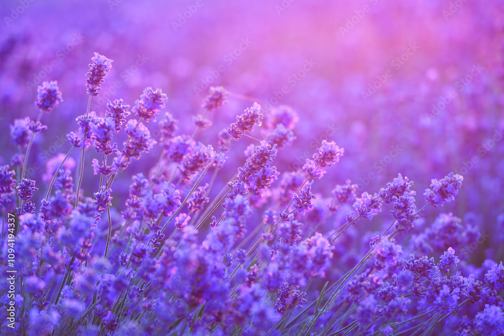 Pink lavender flowers during sunset Pink lavender flowers during sunset