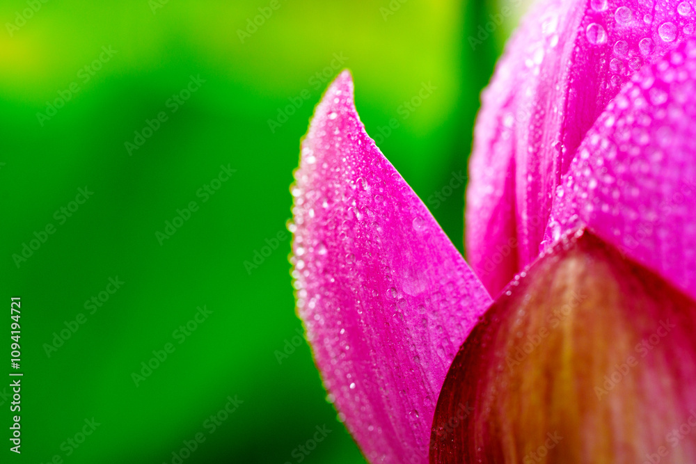 Oriental beauty: Close-up photo of lotus flower with dew drop on petals in sunlight Oriental beauty: Close-up photo of lotus flower with dew drop on petals in sunlight