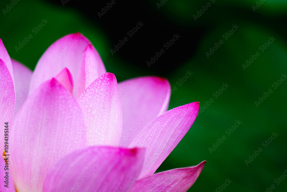 Oriental beauty: Close-up photo of lotus flower with dew drop on petals in sunlight Oriental beauty: Close-up photo of lotus flower with dew drop on petals in sunlight