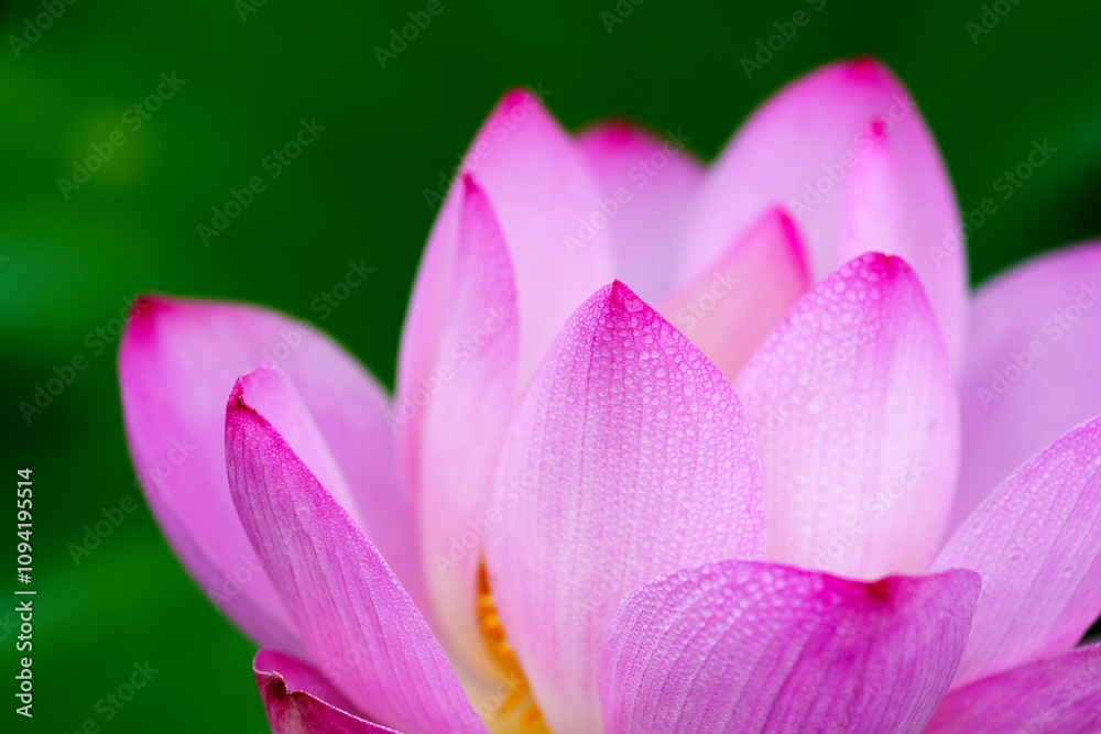 Oriental beauty: Close-up photo of lotus flower with dew drop on petals in sunlight Oriental beauty: Close-up photo of lotus flower with dew drop on petals in sunlight