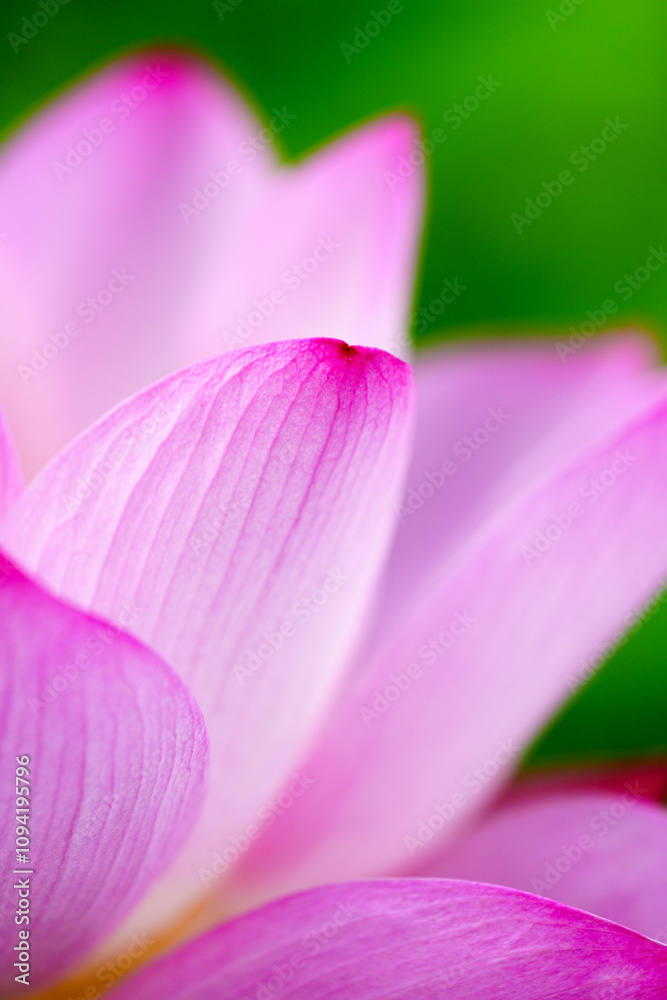 Oriental beauty: Close-up photo of pink lotus flower in sunlight with comparison of green leaf back ground Oriental beauty: Close-up photo of pink lotus flower in sunlight with comparison of green leaf back ground