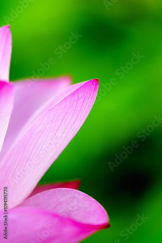 Oriental beauty: Close-up photo of pink lotus flower in sunlight with comparison of green leaf back ground