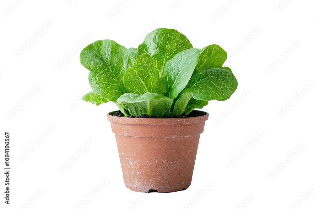 Vibrant lettuce plant in a pot captured in high-definition, set against a clean white background, highlighting its fresh greenery. Vibrant lettuce plant in a pot captured in high-definition, set against a clean white background, highlighting its fresh greenery.