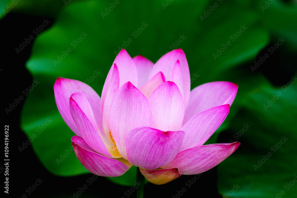 Oriental beauty: Close-up photo of pink lotus flower in sunlight with comparison of green leaf back ground Oriental beauty: Close-up photo of pink lotus flower in sunlight with comparison of green leaf back ground