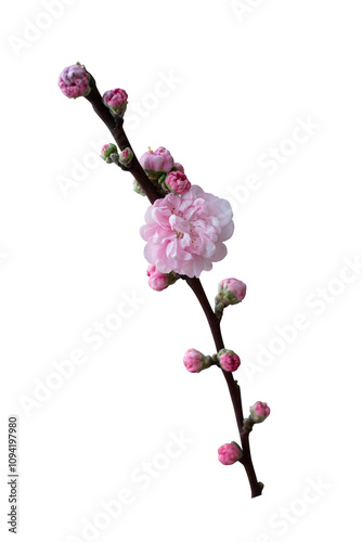 Fotografie Cherry blossom isolated