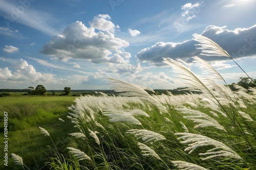 grass and sky