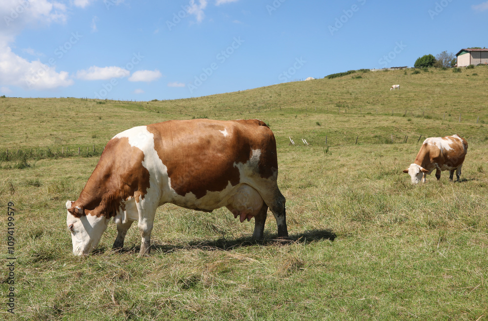 A large pregnant cow,with big udders full of milk grazing in the green mountain meadow in summer together with other cows. A large pregnant cow,with big udders full of milk grazing in the green mountain meadow in summer together with other cows.