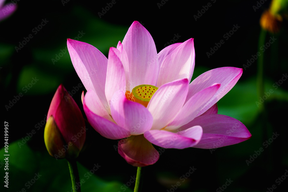 Chinese beauty: Lotus rising out of lake water in sunshine Chinese beauty: Lotus rising out of lake water in sunshine