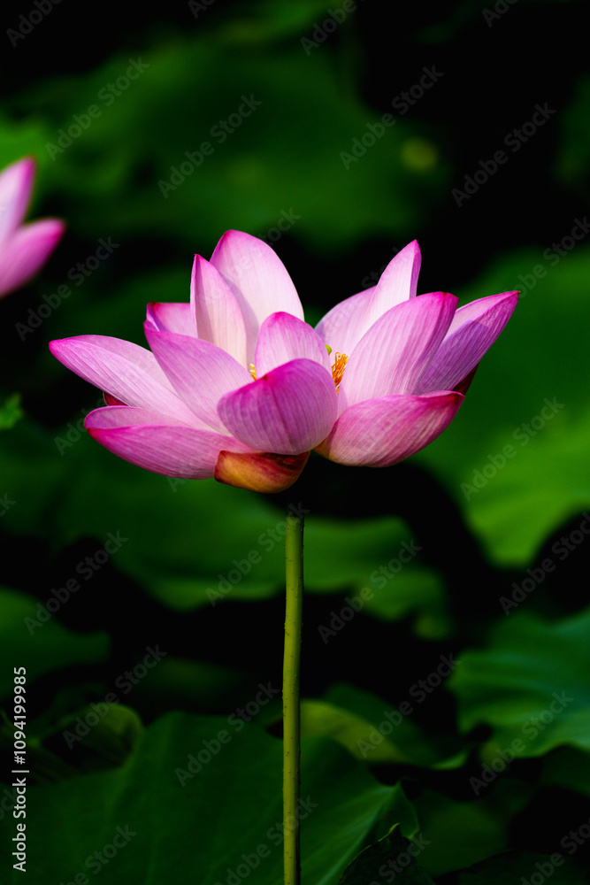 Chinese beauty: Lotus rising out of lake water in sunshine Chinese beauty: Lotus rising out of lake water in sunshine
