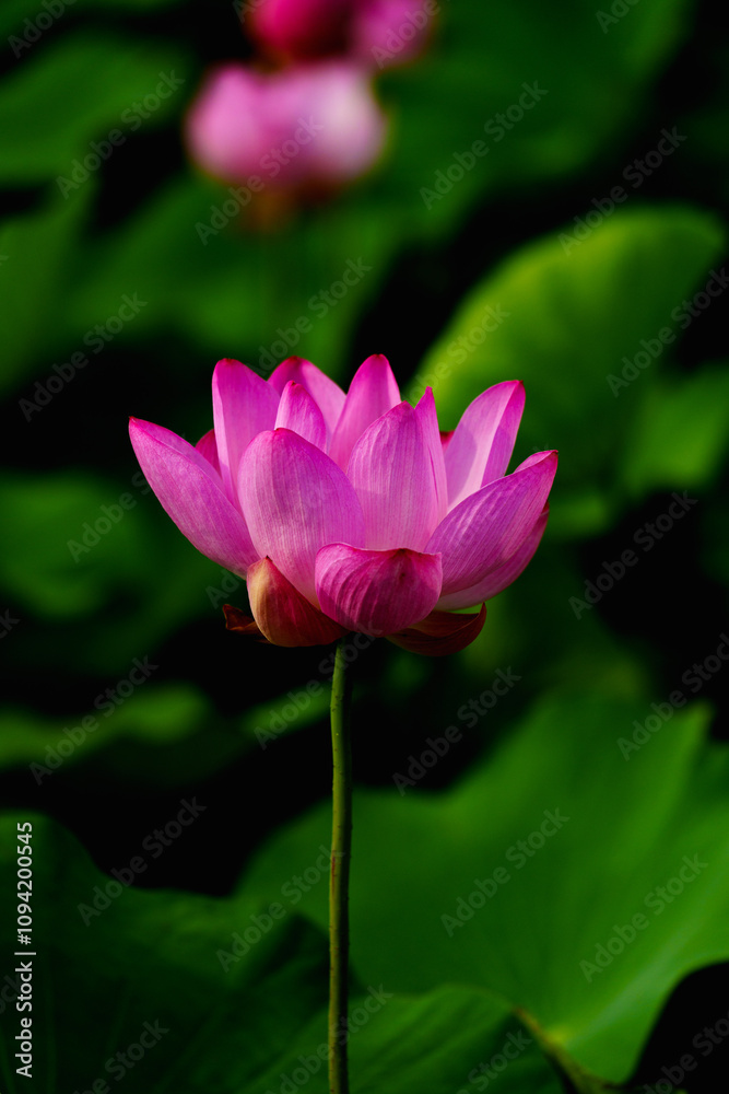 Chinese beauty: Pink lotus flower blooming in sunlight with green leaf Chinese beauty: Pink lotus flower blooming in sunlight with green leaf