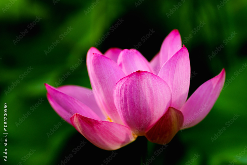 Chinese beauty: Pink lotus flower blooming in sunlight with green leaf Chinese beauty: Pink lotus flower blooming in sunlight with green leaf